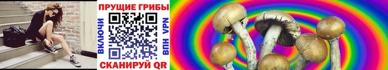 Псилоцибиновые грибы Psilocybine cubensis  наркотики  Сальск 